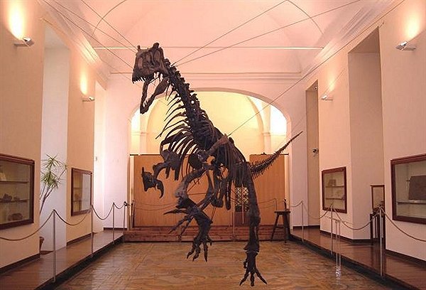Interno del Museo di Paleontologia della Federico II di Napoli - ALENAPOLI Tour